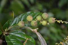 Croton gibsonianus